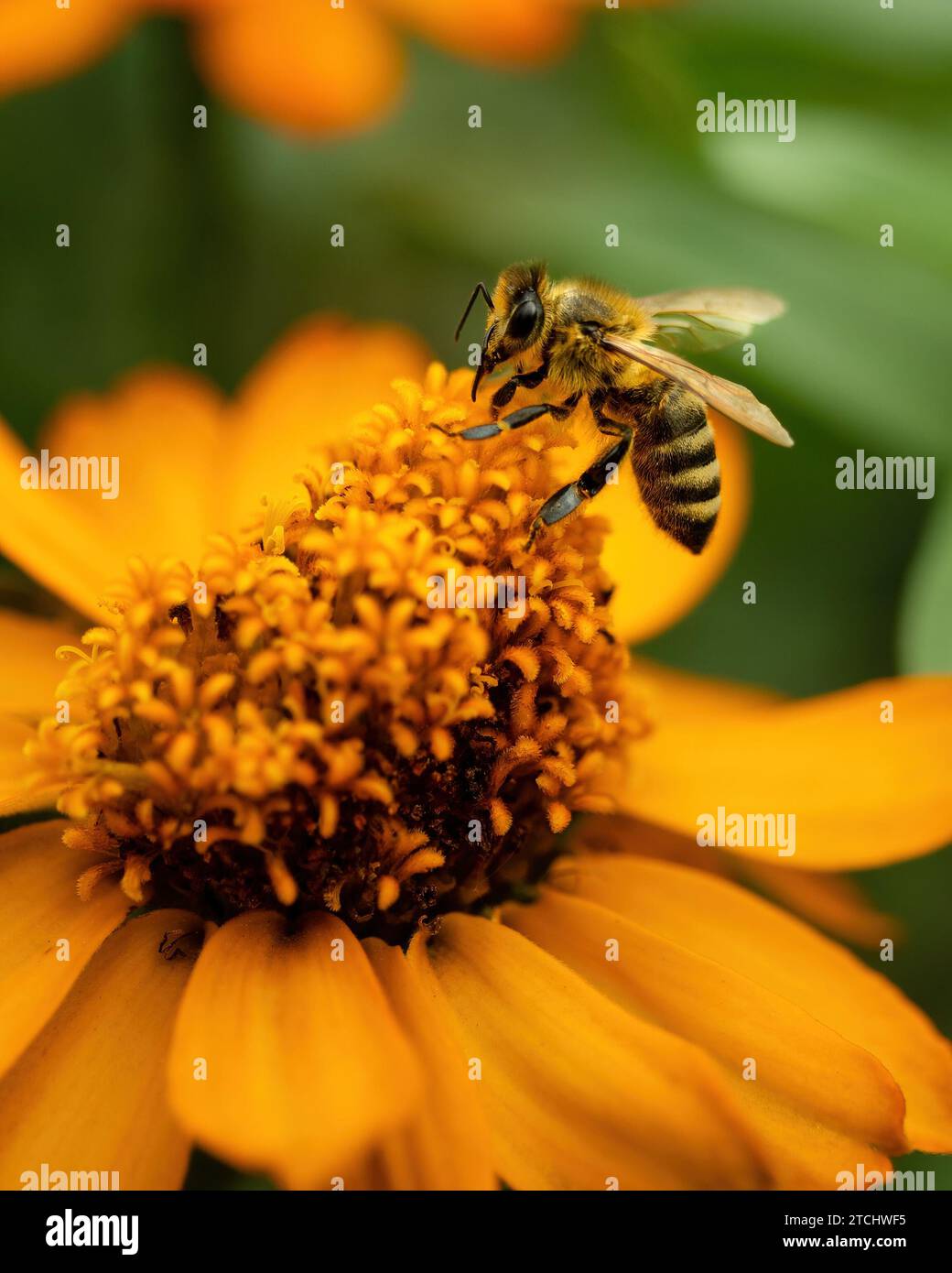 Un macro shot di un'ape che impollina un fiore d'arancio, con uno sfondo verde sfocato Foto Stock
