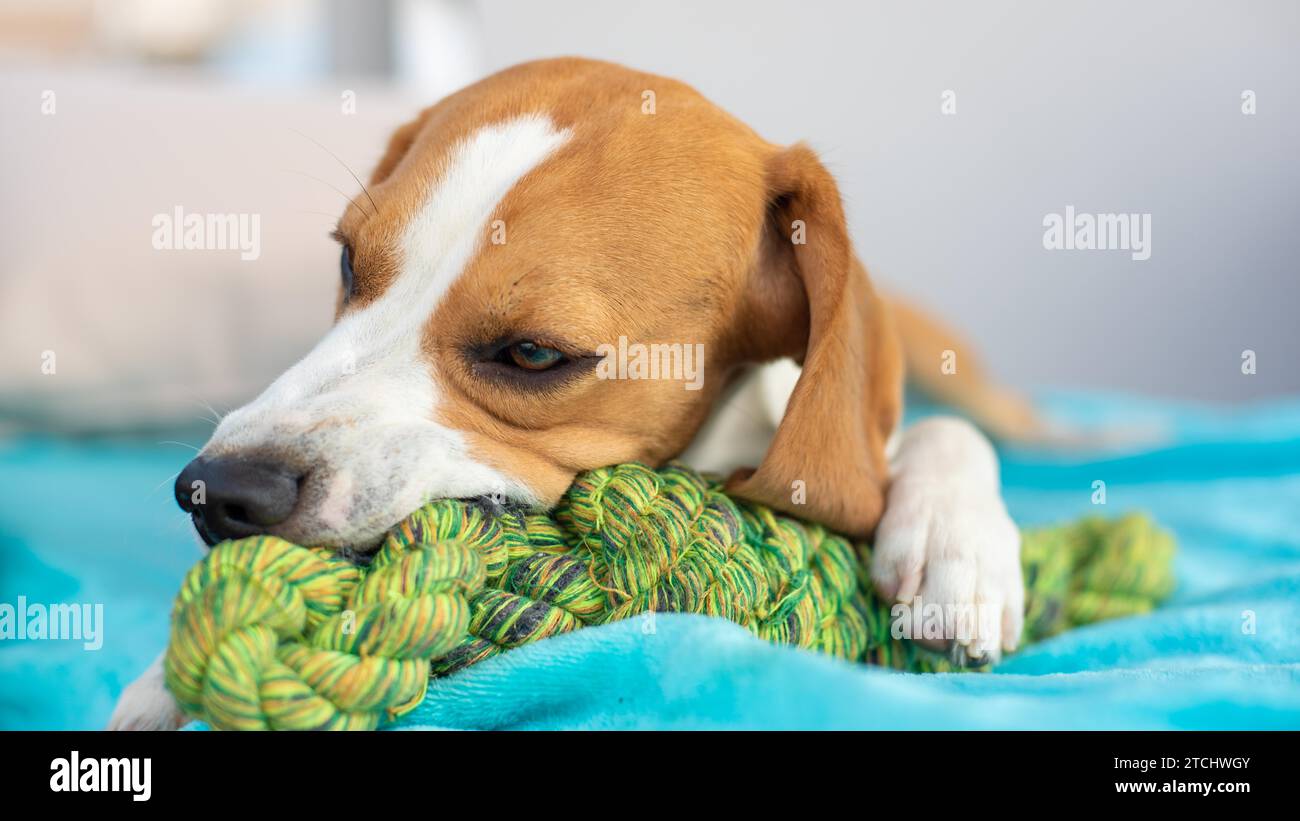 Cane Beagle divertimento nel giardino all'aperto masticare sul nodo di corda. Giornata di sole Foto Stock