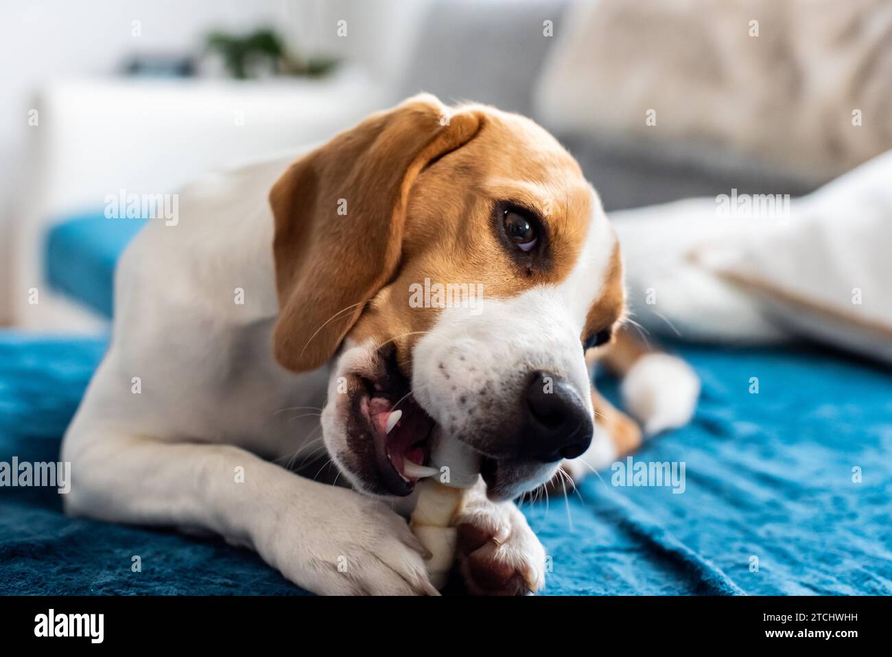 Beagle cucciolo masticare un cane snack. Mordere un osso su un lettino Foto Stock