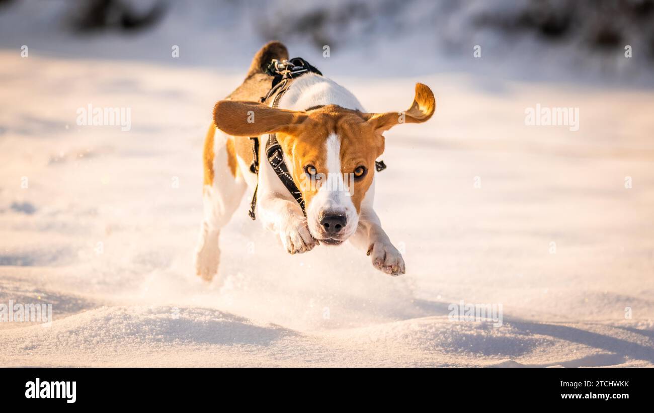 Un cane Beagle in esecuzione in un campo coperto di neve. Tramonto durante il periodo invernale Foto Stock