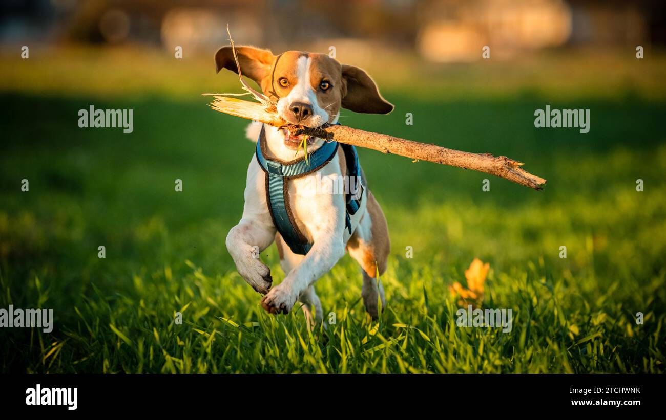 Un cane Beagle in esecuzione con un bastone nella sua bocca in un campo di erba nel tramonto verso la telecamera Foto Stock