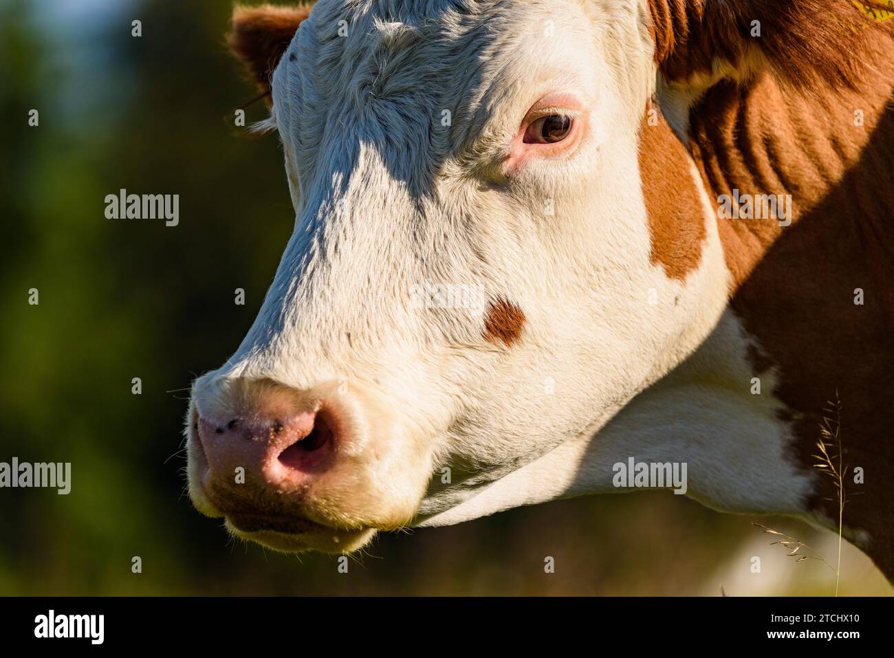 Vacche su un prato nelle Alpi Austria. Schockl montagna sopra Graz posto da visitare Foto Stock