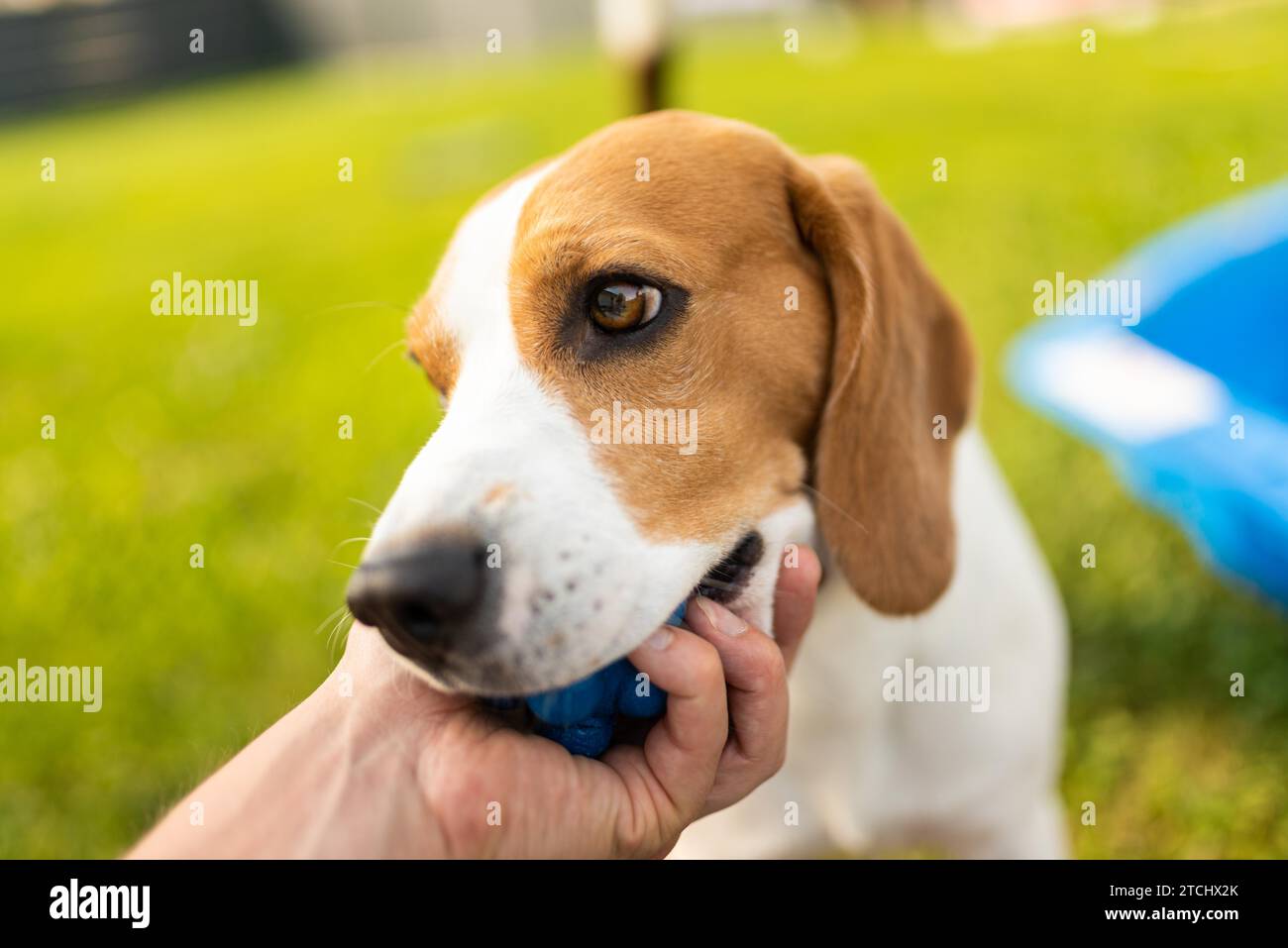 Cane con palla giocattolo in estate in giardino. Entusiasti di mordere un giocattolo. Primo piano sullo sfondo Foto Stock