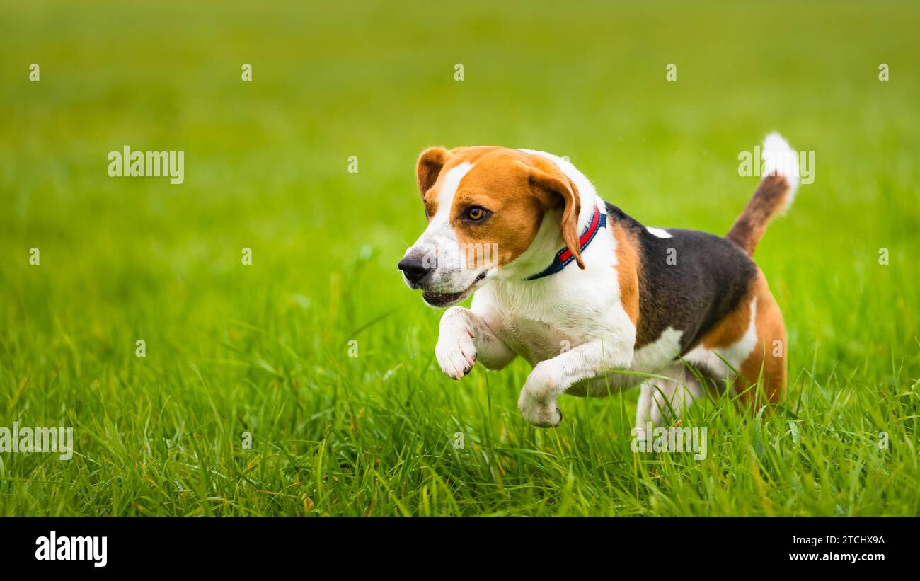 Il cane felice Beagle corre in autunno in erba verde in campagna. Tema Hound Foto Stock