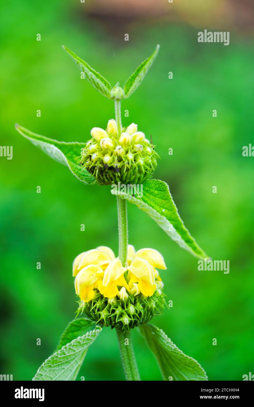 Fioritura di erbacce. Primo piano dell'impianto di fioritura. Phlomis. Foto Stock