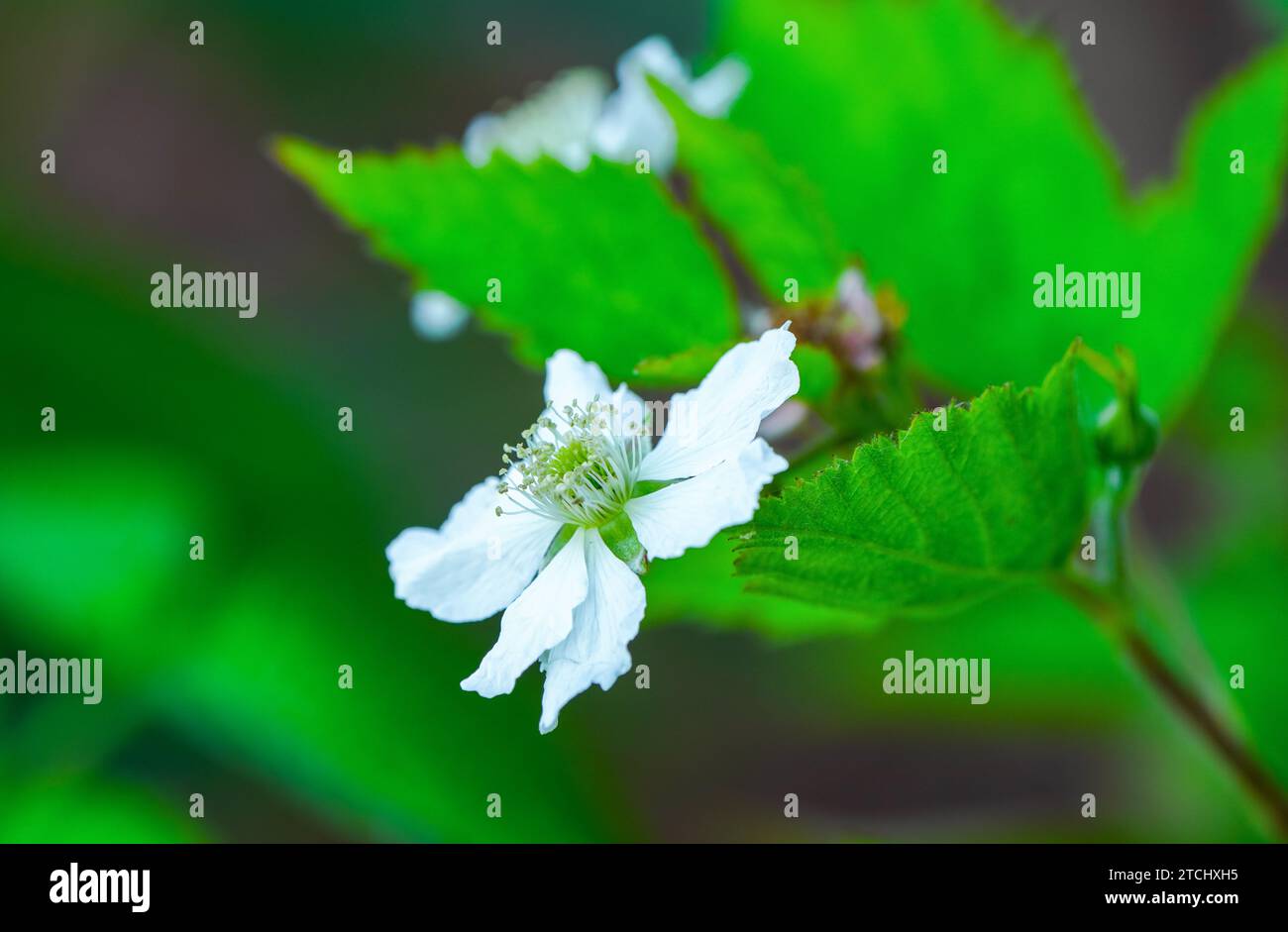 Fioritura bianca di mora. Primo piano dell'impianto di fioritura. Rubus. Foto Stock