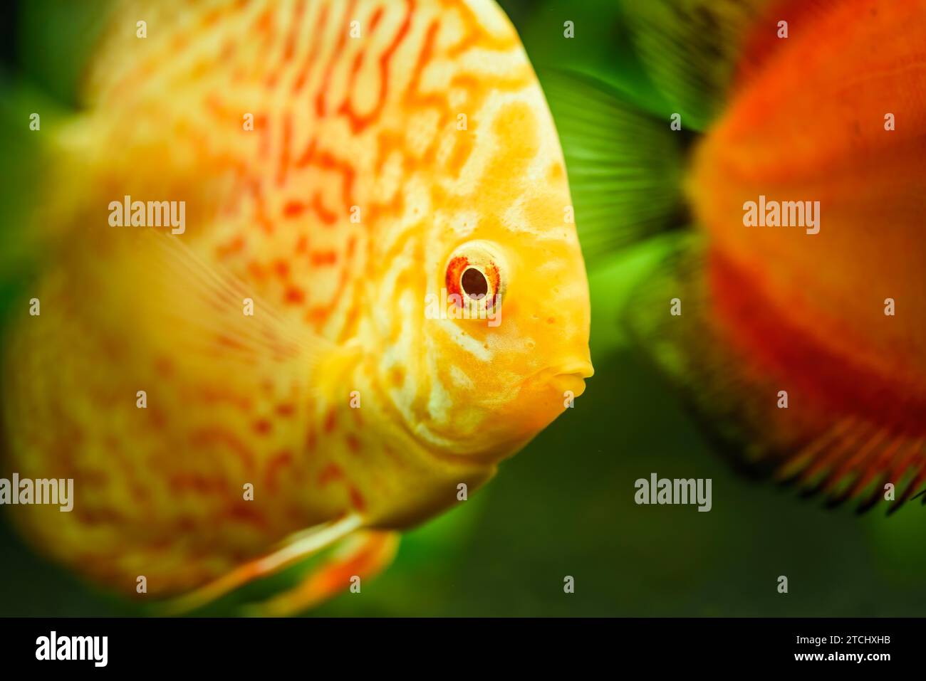 Pesci colorati delle spieci discus (Symphysodon) in acquario. Primo piano, messa a fuoco selettiva Foto Stock