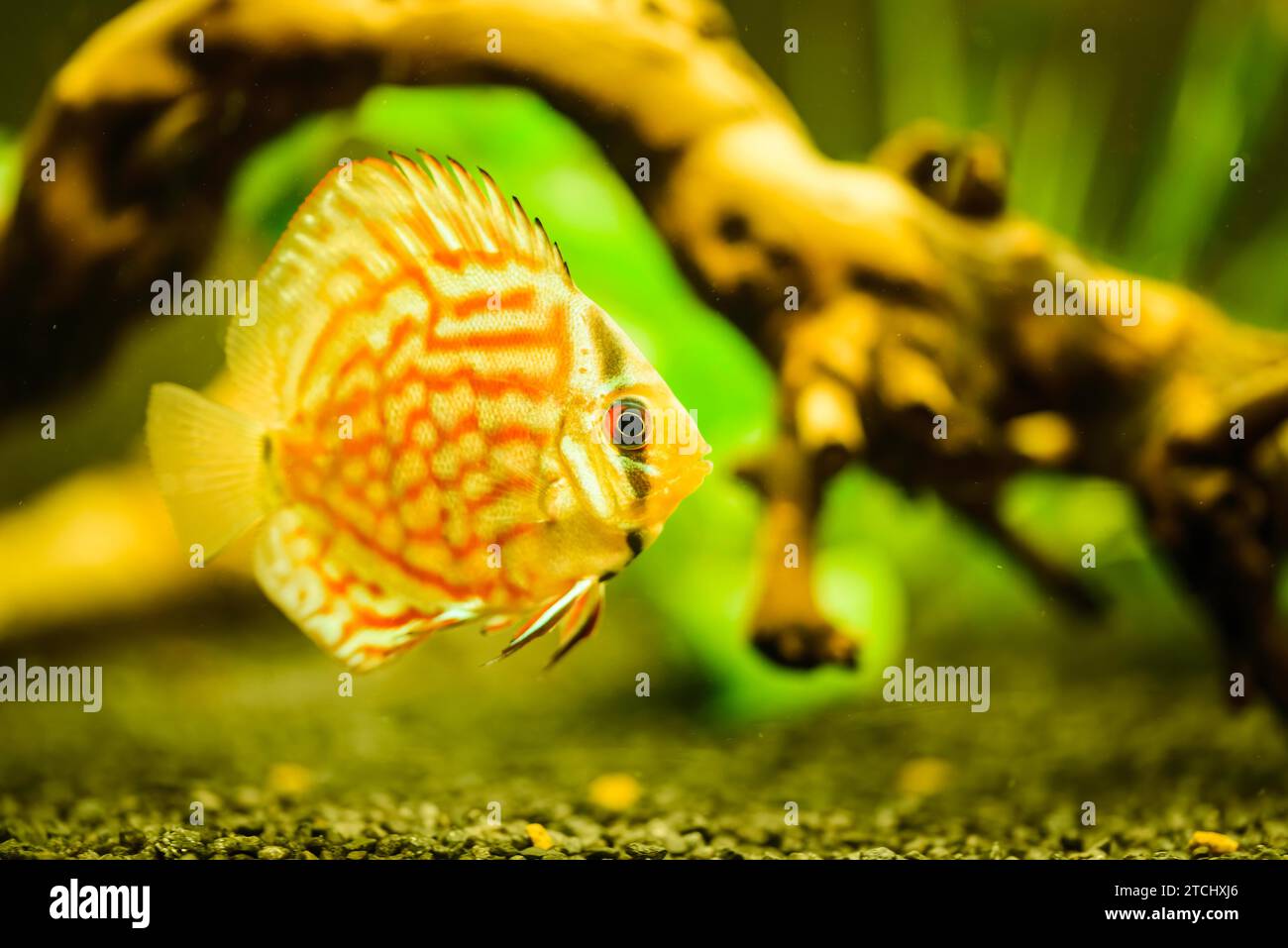 Pesci colorati delle spieci discus (Symphysodon) in acquario. Primo piano, messa a fuoco selettiva Foto Stock