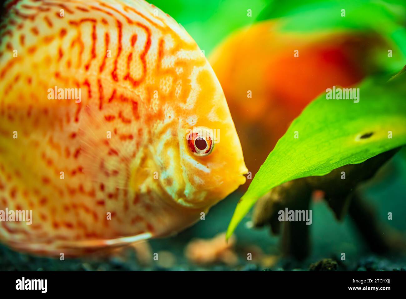 Pesci colorati delle spieci discus (Symphysodon) in acquario. Primo piano, messa a fuoco selettiva Foto Stock