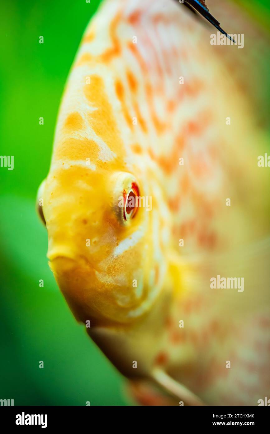 Pesci colorati delle spieci discus (Symphysodon) in acquario. Primo piano, messa a fuoco selettiva Foto Stock