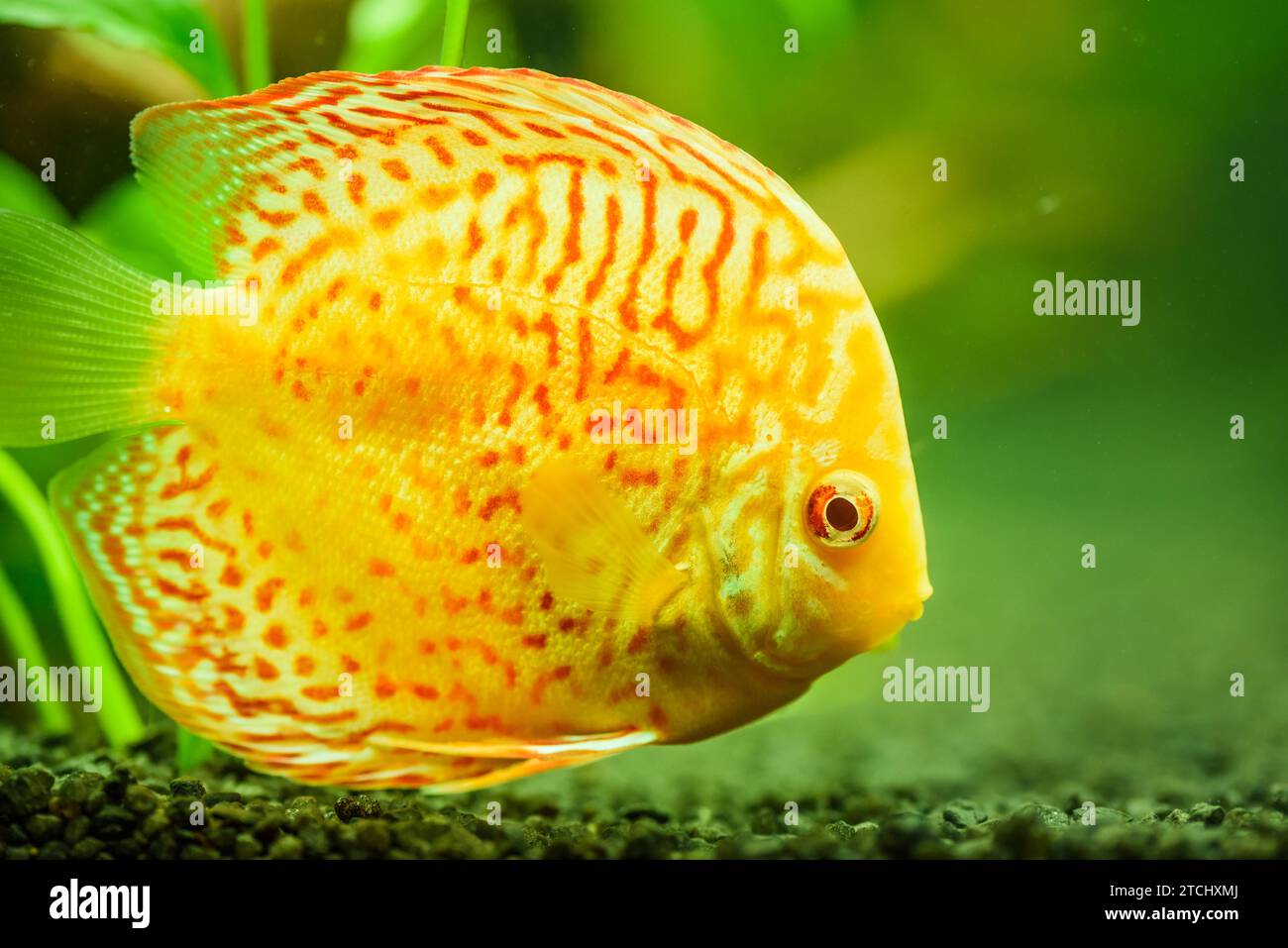 Pesci colorati delle spieci discus (Symphysodon) in acquario. Primo piano, messa a fuoco selettiva Foto Stock