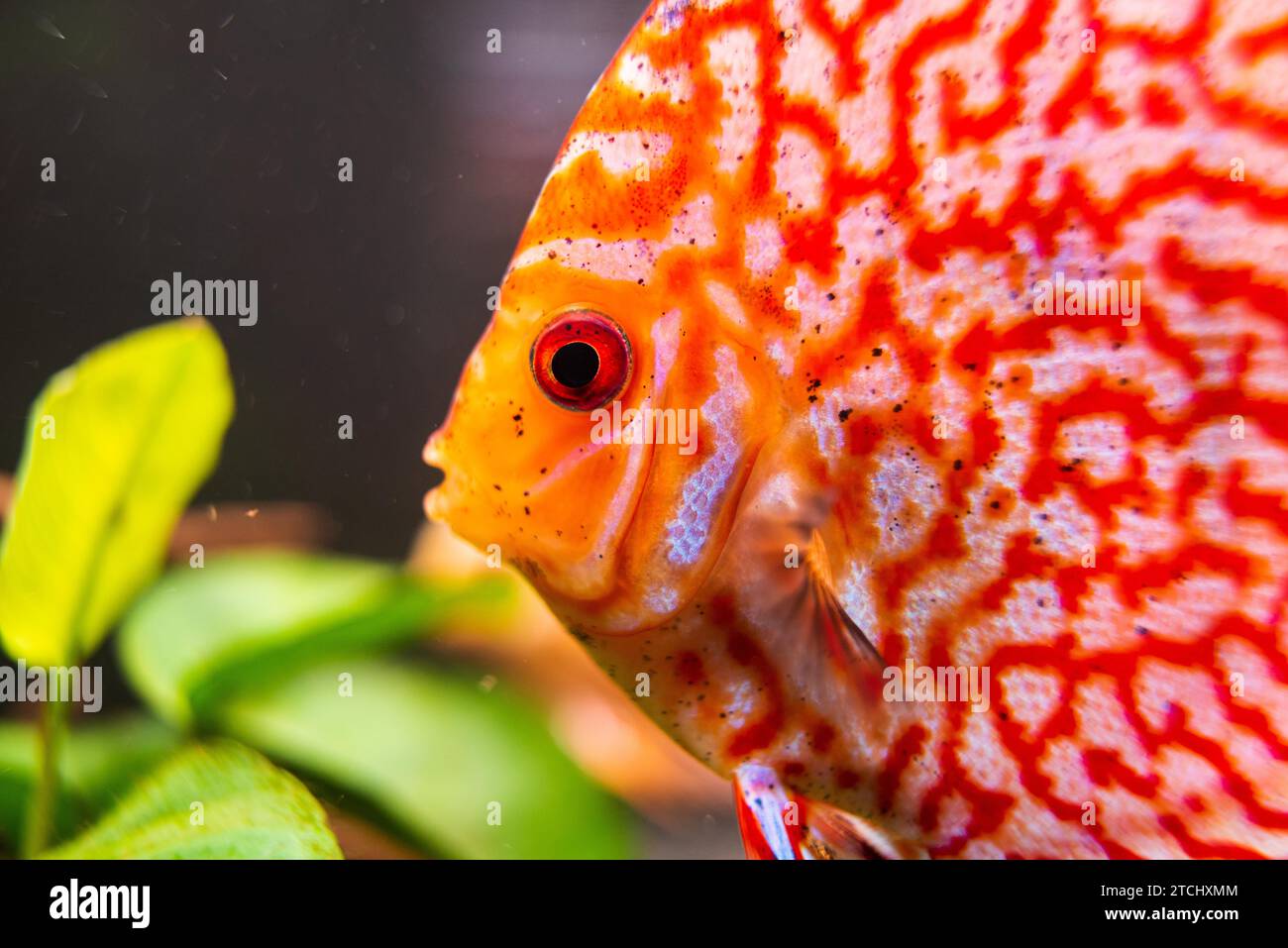 Pesce Discus rosso e arancio dettagliato da vicino nell'acquario. Tema Fishkeeping Foto Stock