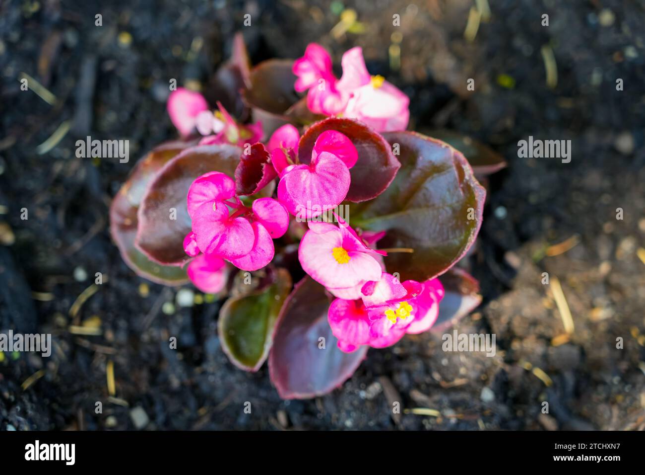 Fiori di begonia di ghiaccio rosa. Primo piano dell'impianto di fioritura in un'aiuola. Foto Stock