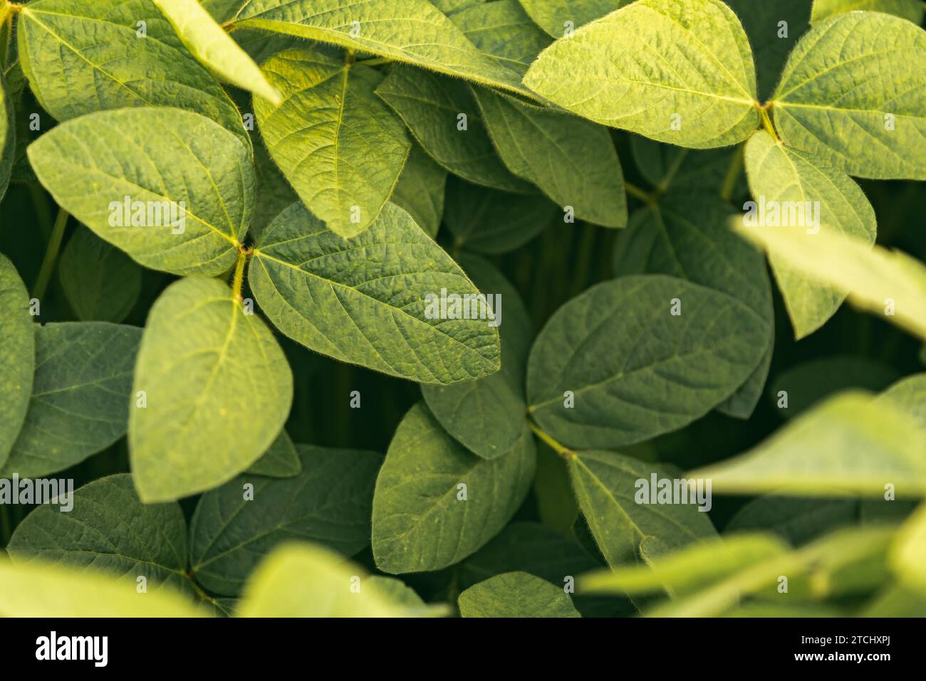Closeup di foglie di soia, paesaggio agricolo Foto Stock
