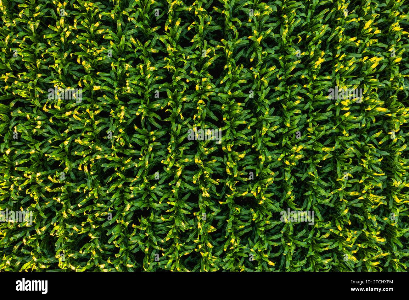 Foto aerea a bassa quota di file di piante di mais. Background agricolo Foto Stock