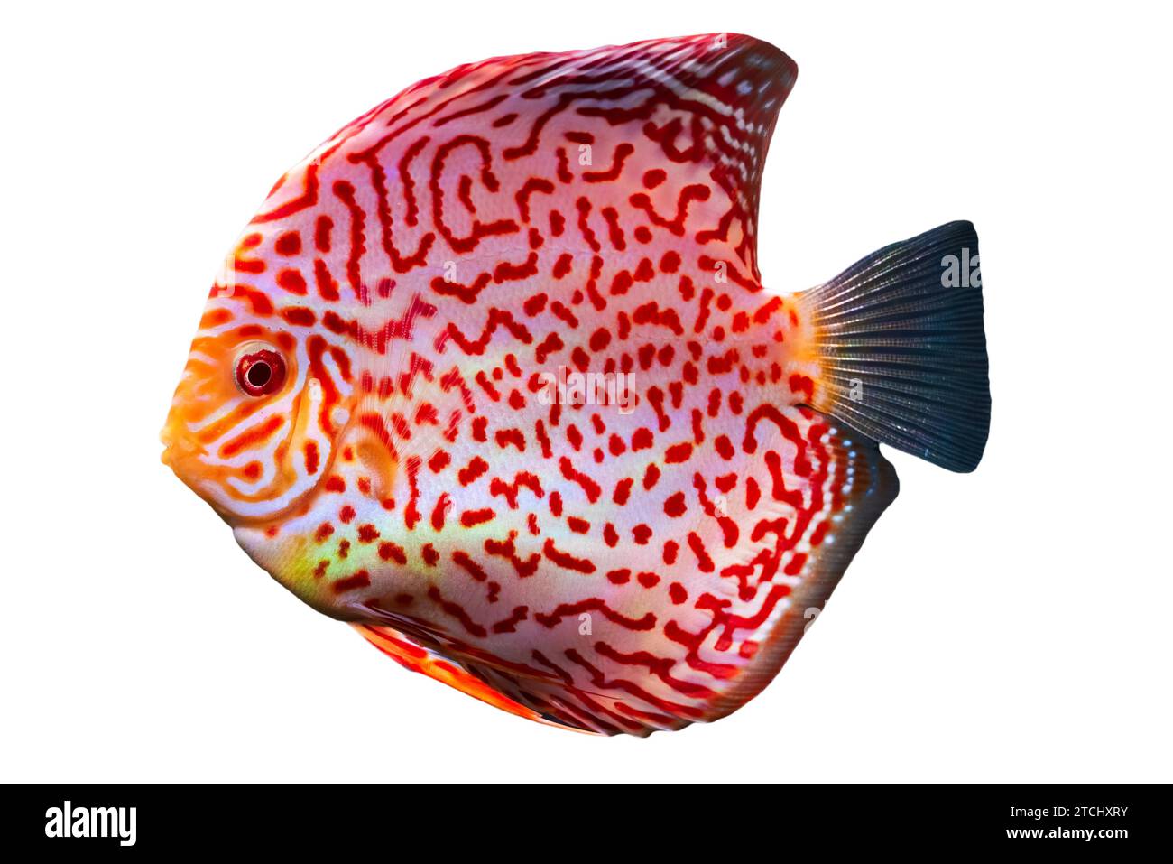 Primo piano di un pesce a scacchiera tropicale rosso (Symphysodon). Isolato su sfondo bianco Foto Stock