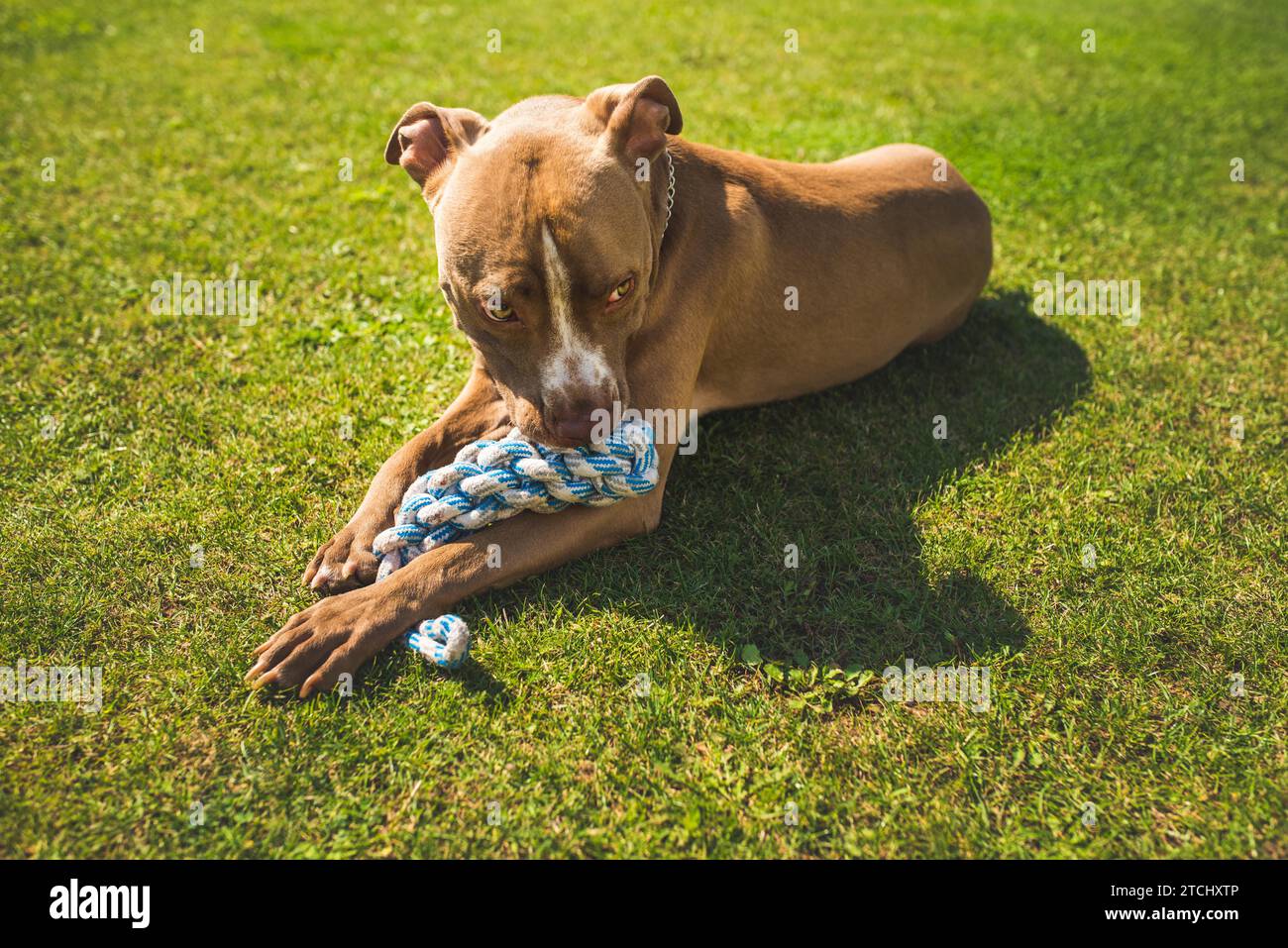 ThemeDog American staffordshire terrier, amstaff. Morde il giocattolo di corda sull'erba verde. Sfondo cane Foto Stock