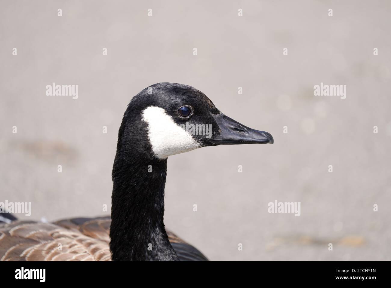 Ritratto di un'oca canadese. Branta canadensis. Uccello d'acqua. Foto Stock