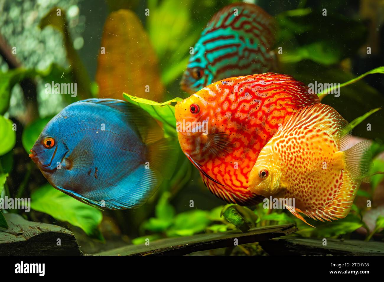 Pesci colorati delle spieci discus (Symphysodon) in acquario. Concetto di acquari d'acqua dolce Foto Stock