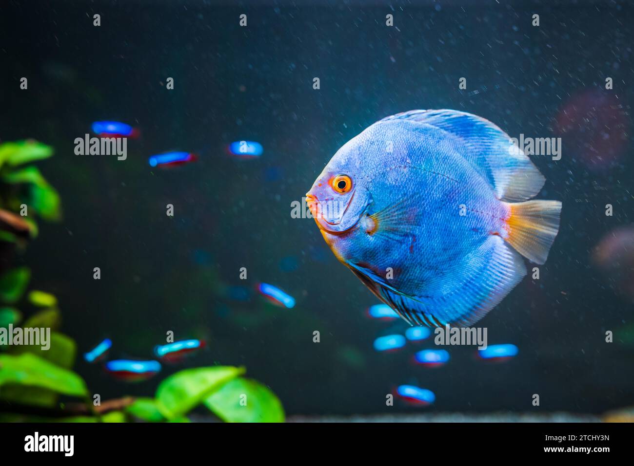 Pesce azzurro proveniente dalle spieci discus (Symphysodon) in acquario. Concetto di acquari d'acqua dolce. Copia spazio Foto Stock
