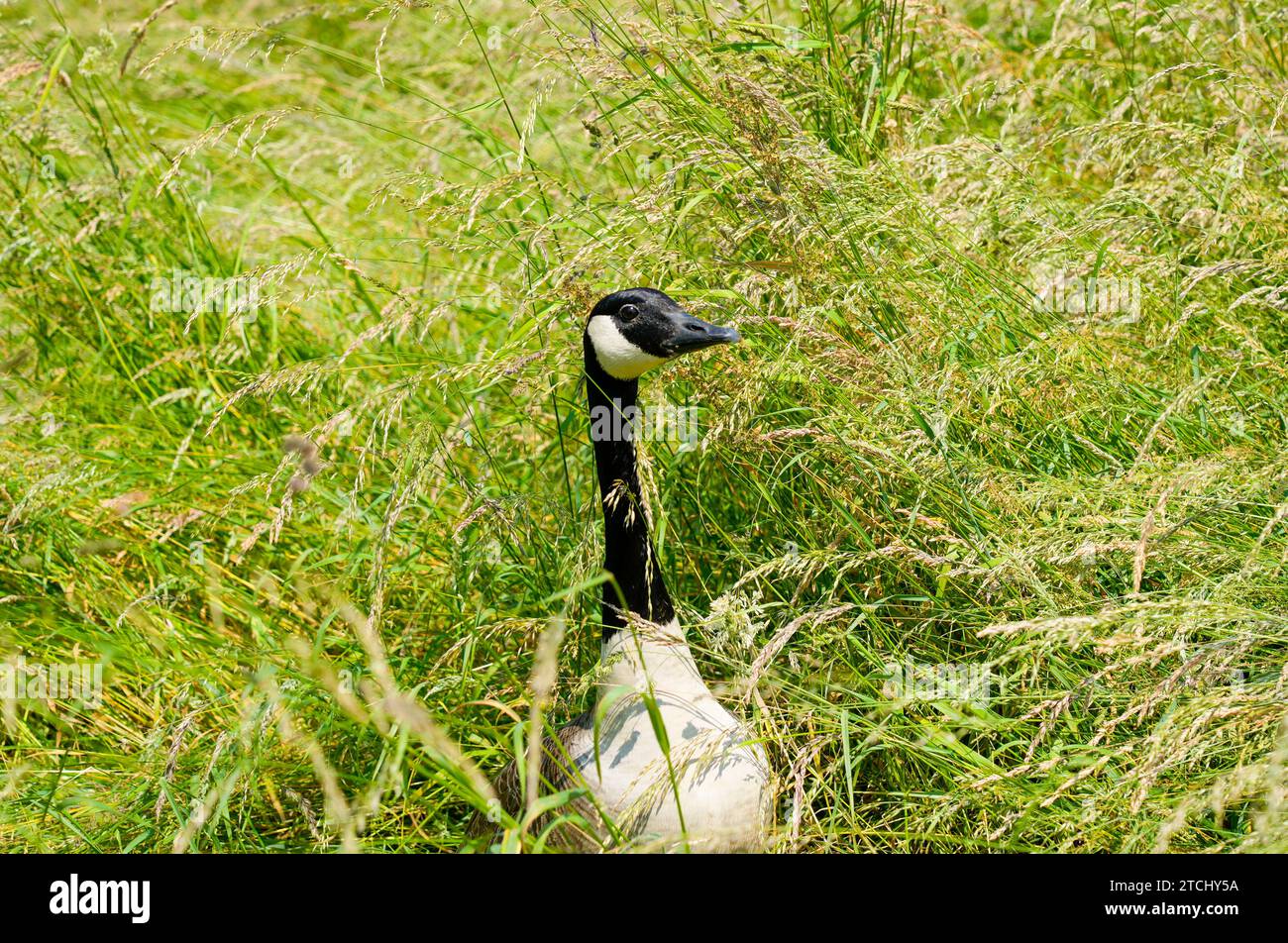 Ritratto di un'oca canadese. Branta canadensis. Uccello d'acqua. Foto Stock