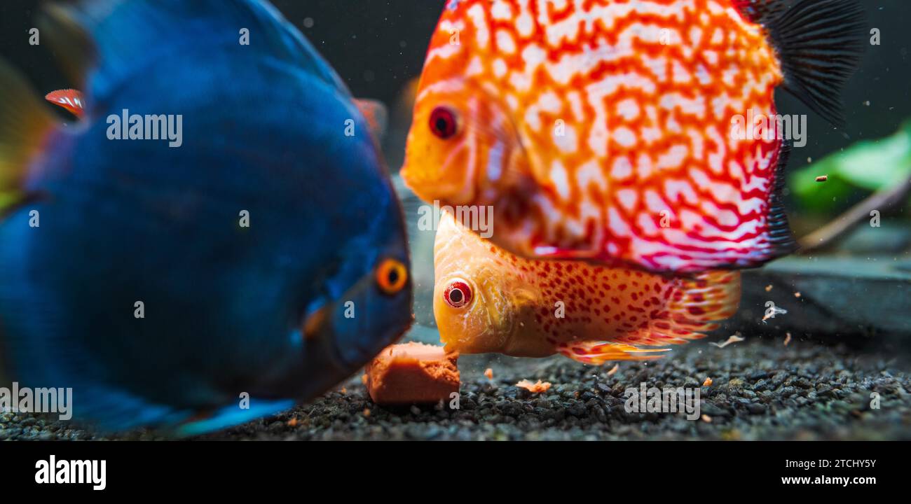 Pesci colorati delle spieci discus (Symphysodon) in acquario che si nutrono di un cubo di carne a cuore di mucca Foto Stock