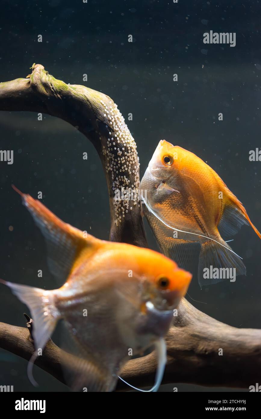 Coppia di Pterophyllum Scalare d'oro in aqarium, pesce angelo giallo depone le sue uova. ROE su ramo di legno. Messa a fuoco selettiva Foto Stock