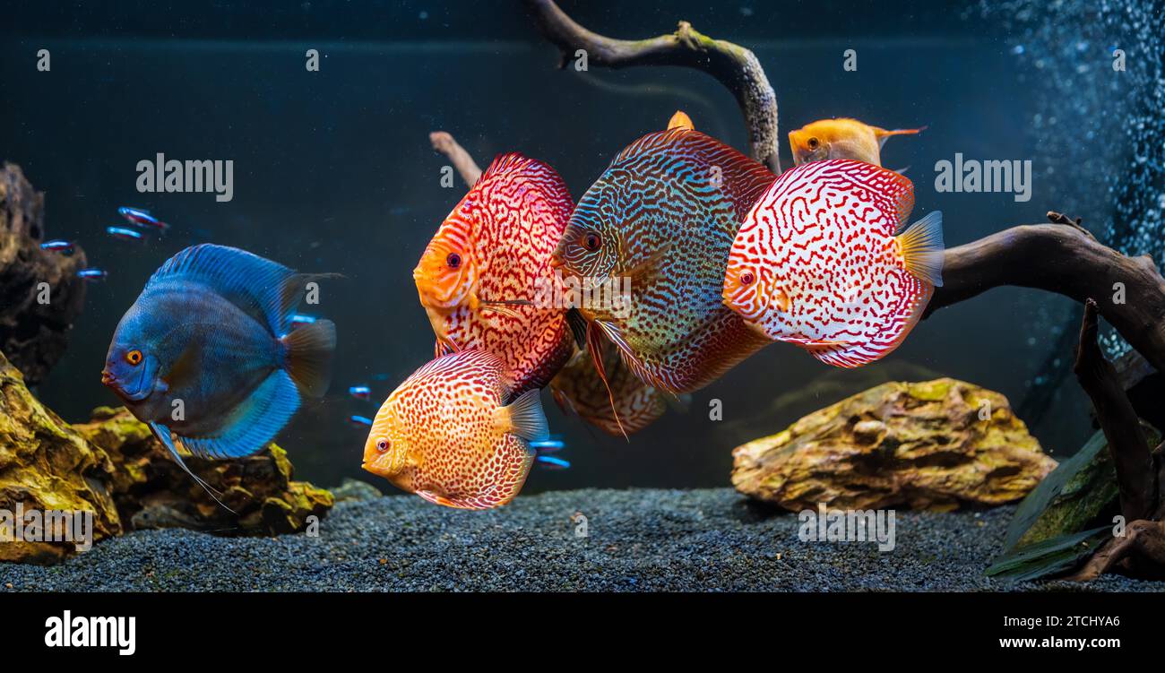 Pesci colorati delle spieci discus (Symphysodon) in acquario. Primo piano dei pesci adulti Foto Stock