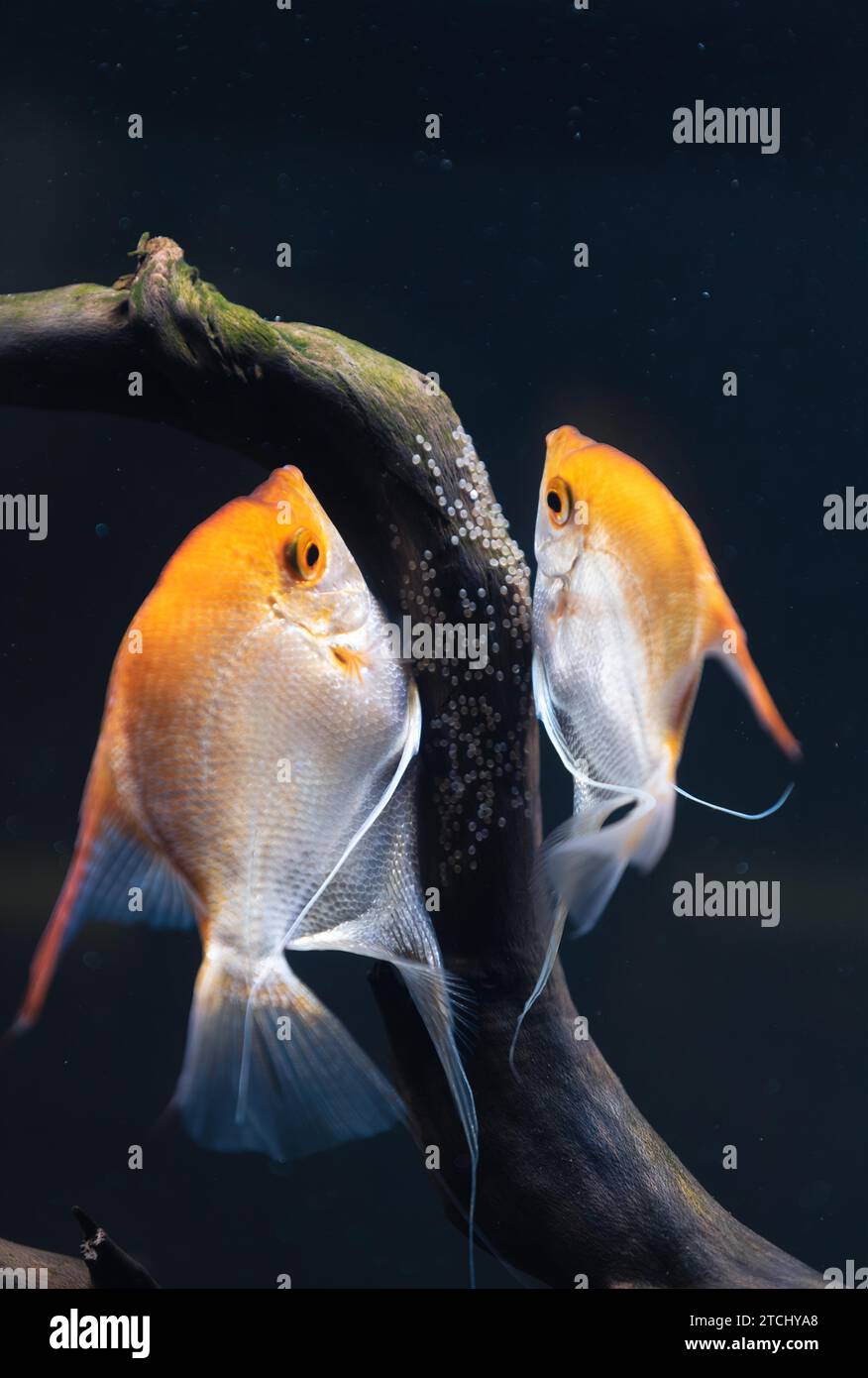 Coppia di Pterophyllum Scalare d'oro in aqarium, pesce angelo giallo depone le sue uova. ROE su ramo di legno. Messa a fuoco selettiva Foto Stock