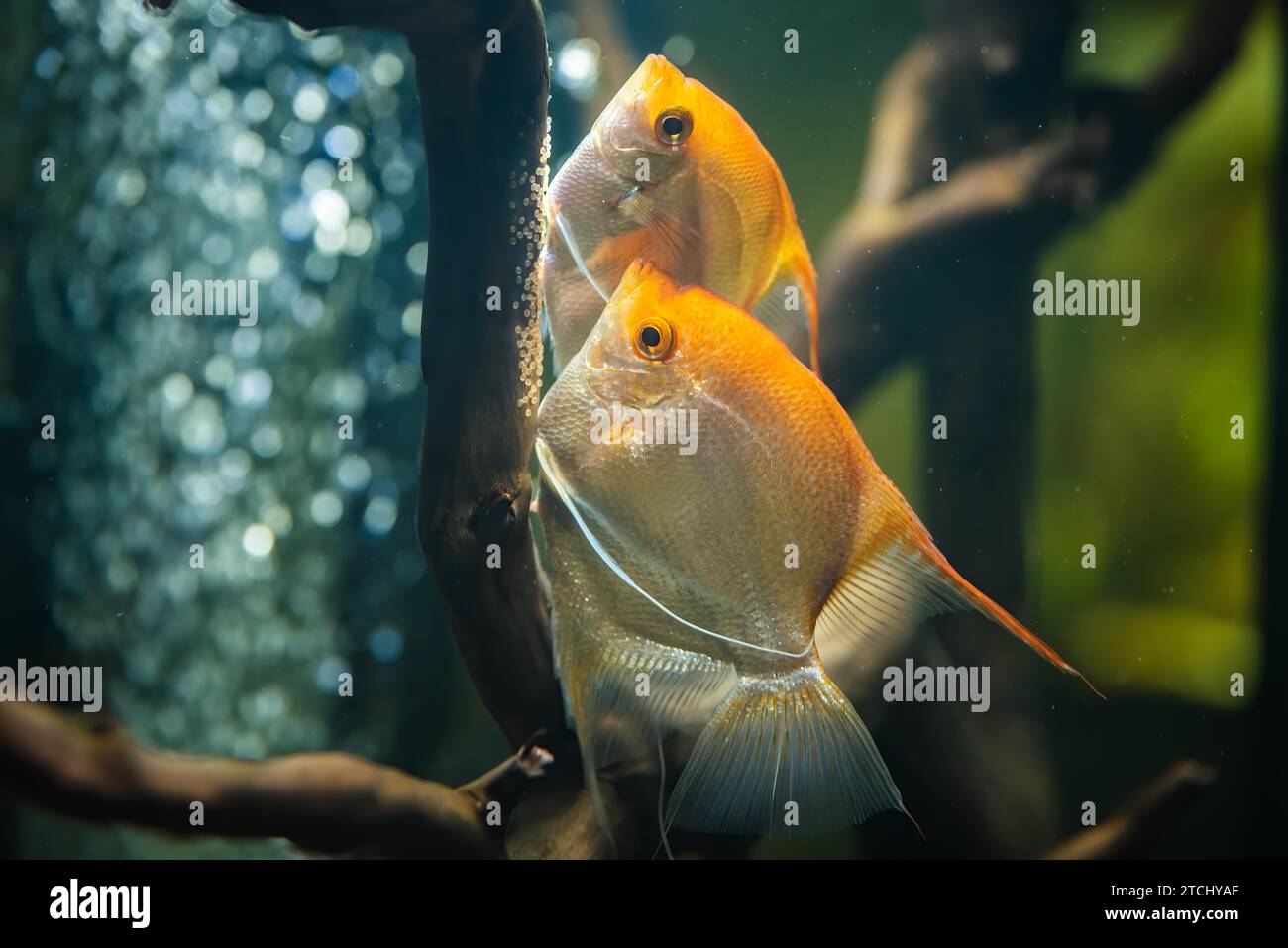 Coppia di Pterophyllum Scalare d'oro in aqarium, pesce angelo giallo depone le sue uova. ROE su ramo di legno. Messa a fuoco selettiva Foto Stock