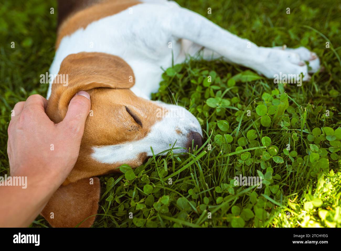 Il proprietario accarezzano il cane da beagle sull'erba il giorno d'estate soleggiato. Buon concetto di cane Foto Stock