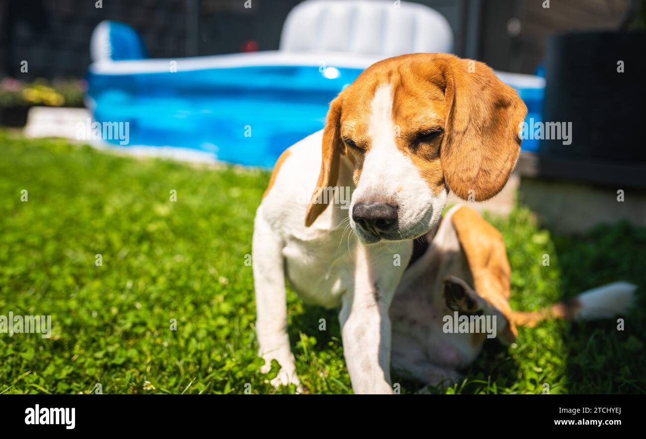 Cane Beagle graffiare se stesso nel giardino. Cane su erba in ombra. Rush cutaneo concept Foto Stock