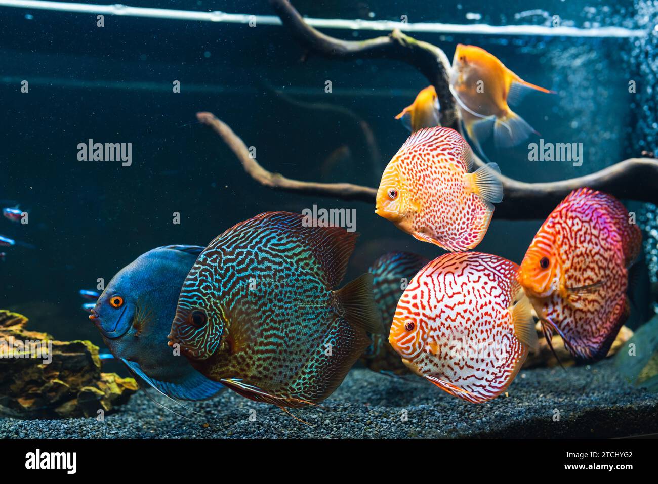 Pesci colorati delle spieci discus (Symphysodon) in acquario. Primo piano dei pesci adulti Foto Stock