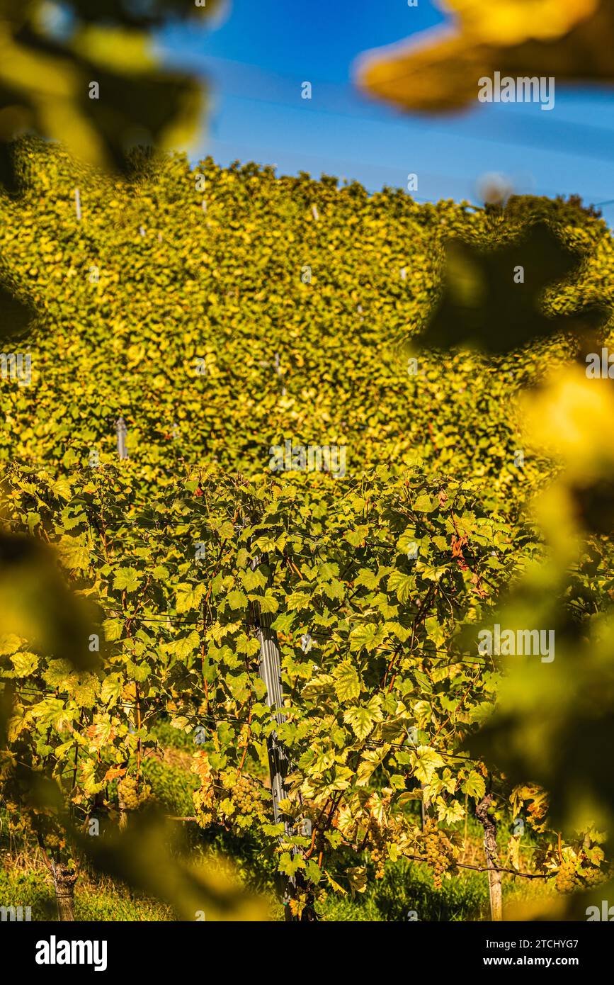 File di vigne da vigna. Paesaggio autunnale. Austria, Stiria meridionale. Sfondo delle file autunnali dei vigneti Foto Stock