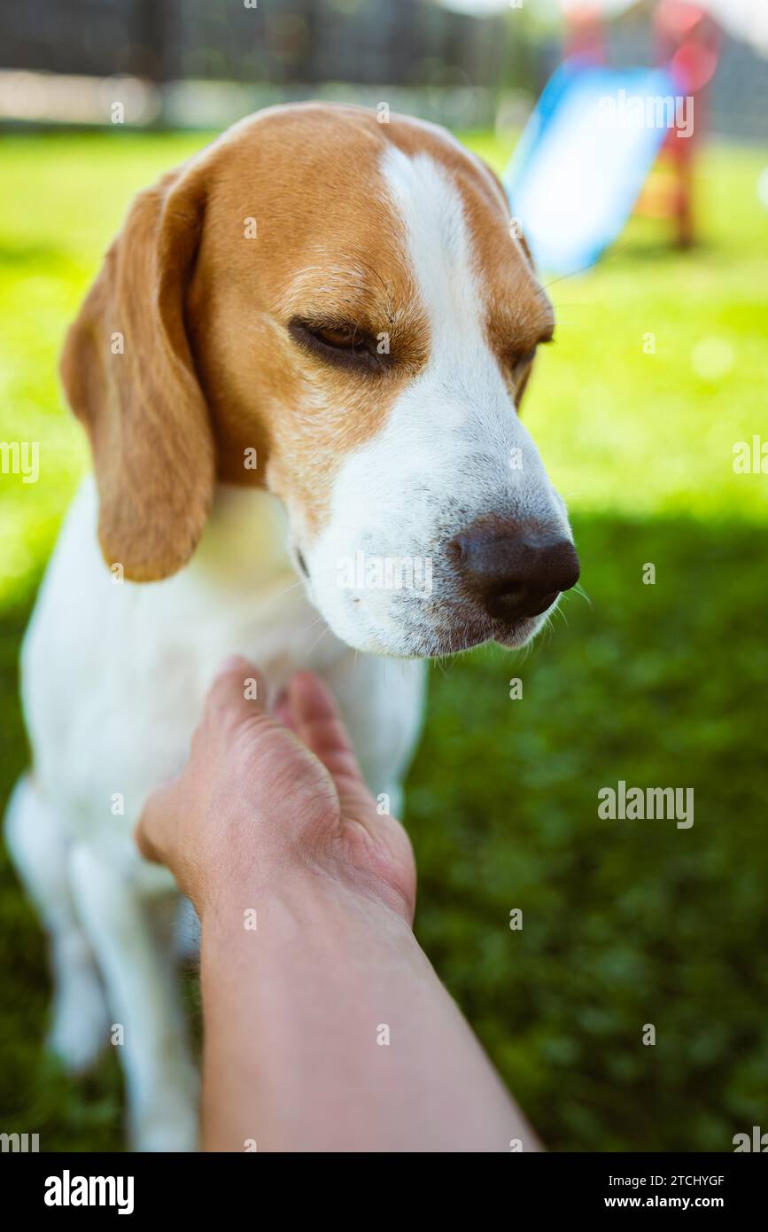 Il proprietario accarezzano il cane da beagle sull'erba il giorno d'estate soleggiato. Buon concetto di cane Foto Stock