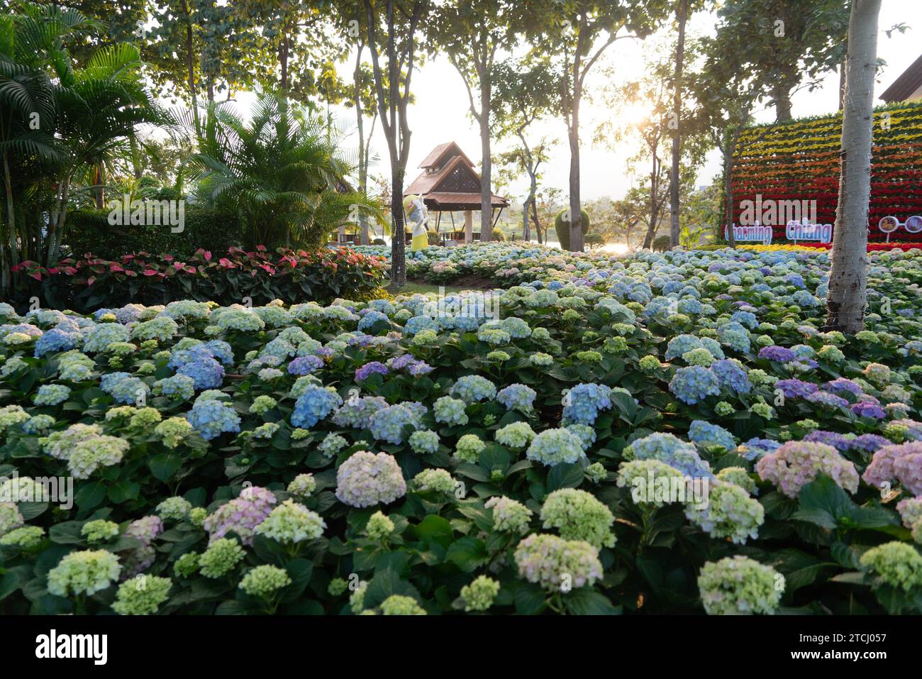 CHIANG mai, THAILANDIA - 12 dicembre 2023: Veduta del giardino di fiori durante il festival di Capodanno all'affascinante Chiang mai Flower Festival 2024, Thail Foto Stock