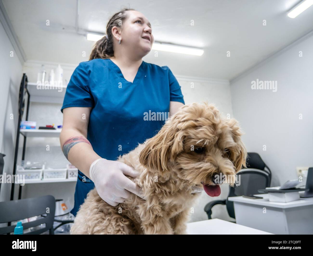 Medico veterinario che tiene un cane carino in clinica veterinaria. Foto Stock