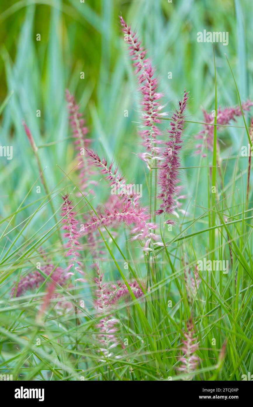 Pennisetum orientale Karley Rose, erba fontana orientale Karley Rose, erba perenne, stretti panicle rosa argentata Foto Stock