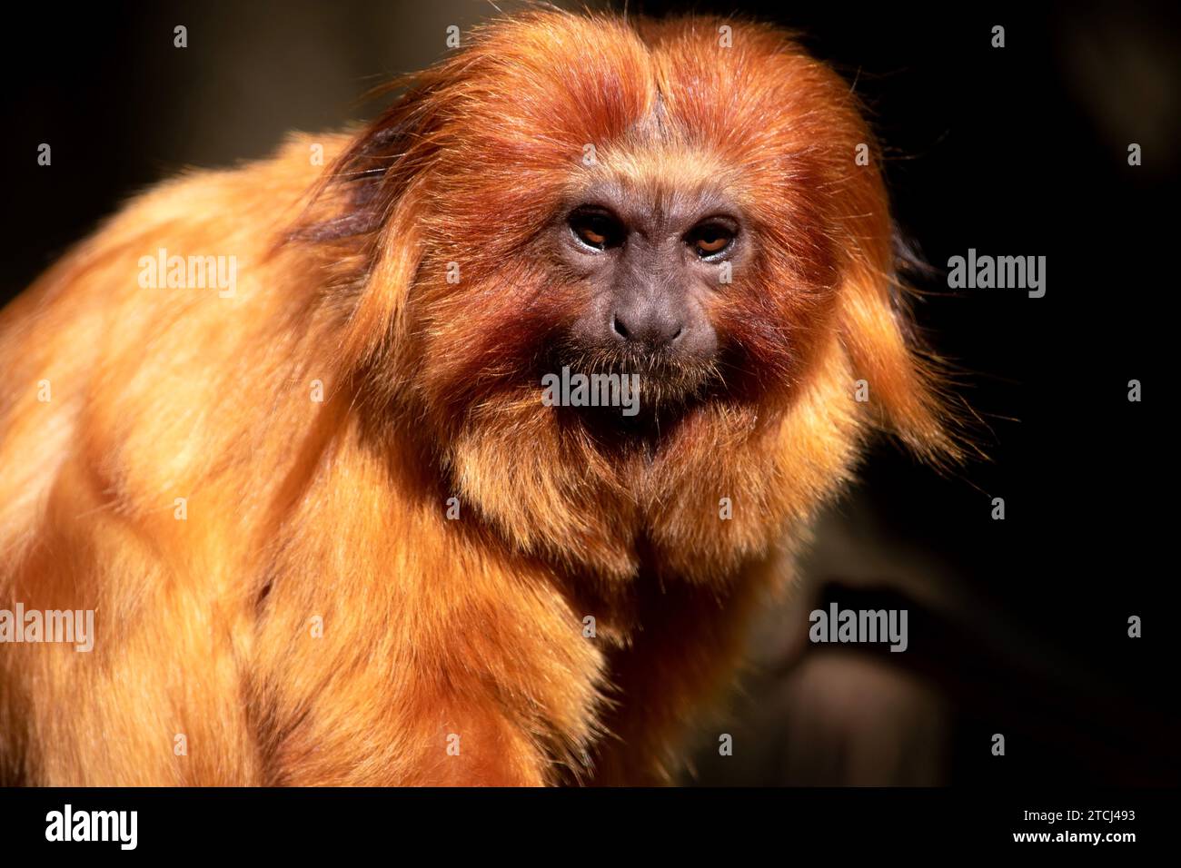 Il leone dorato tamarin Sud America primeggia con un magnifico cappotto in oro rossastro e una lunga criniera spazzolata alla schiena. Foto Stock