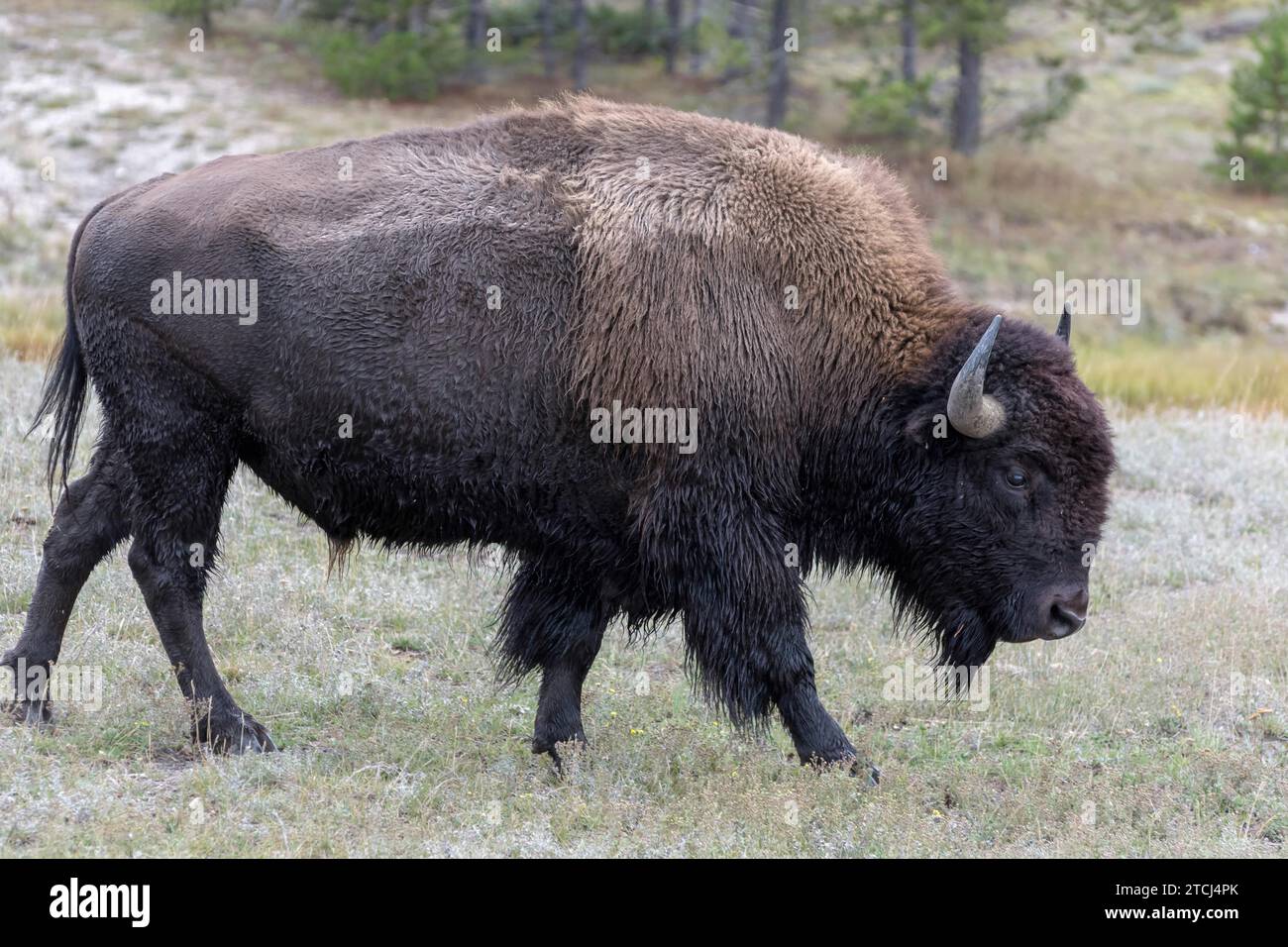 Bisonti americani nel Parco Nazionale di Yellowstone Foto Stock