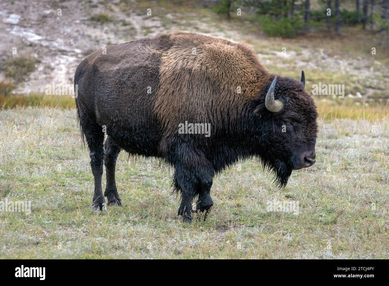 Bisonti americani nel Parco Nazionale di Yellowstone Foto Stock Bisonti americani nel Parco Nazionale di Yellowstone Foto Stock