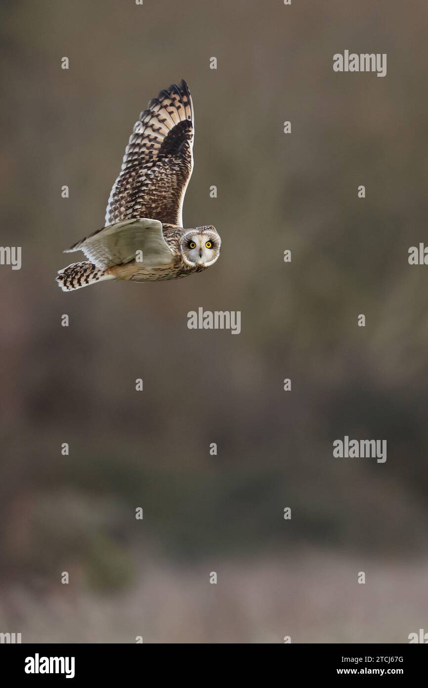 Lo sguardo di Owl a metà volo nel Regno Unito, Un SNAPPER, fu lasciato sbalordito quando un gufo di passaggio non smetteva di fissarlo durante i suoi sorvoli. Catturato su Decembe Foto Stock