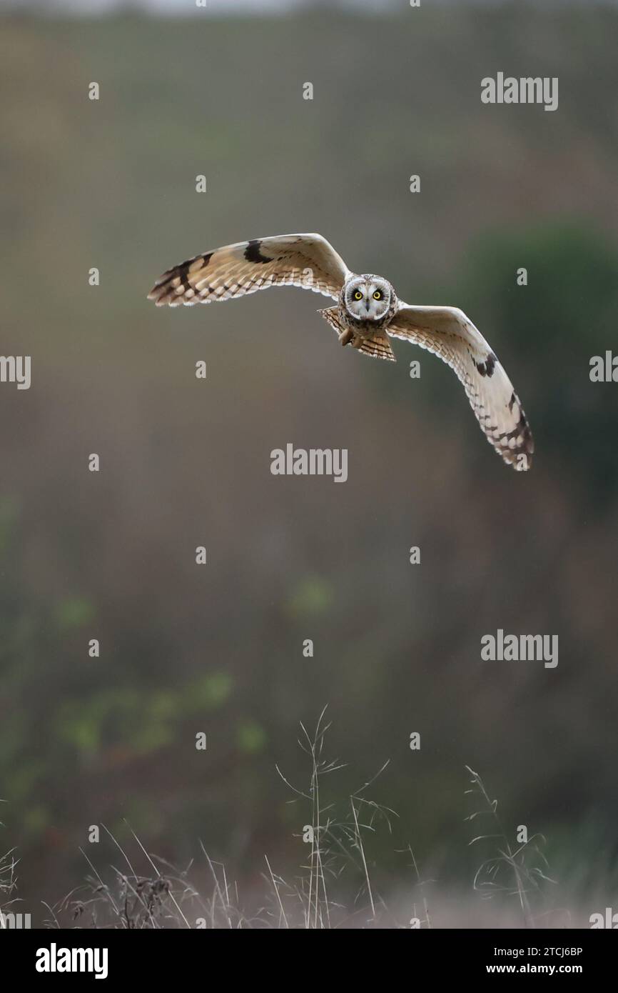 Owl che guardava nell'anima del fotografo nel Regno Unito, Un SNAPPER è stato abbandonato quando un gufo che passava non smetteva di fissarlo durante i suoi flypast. C Foto Stock