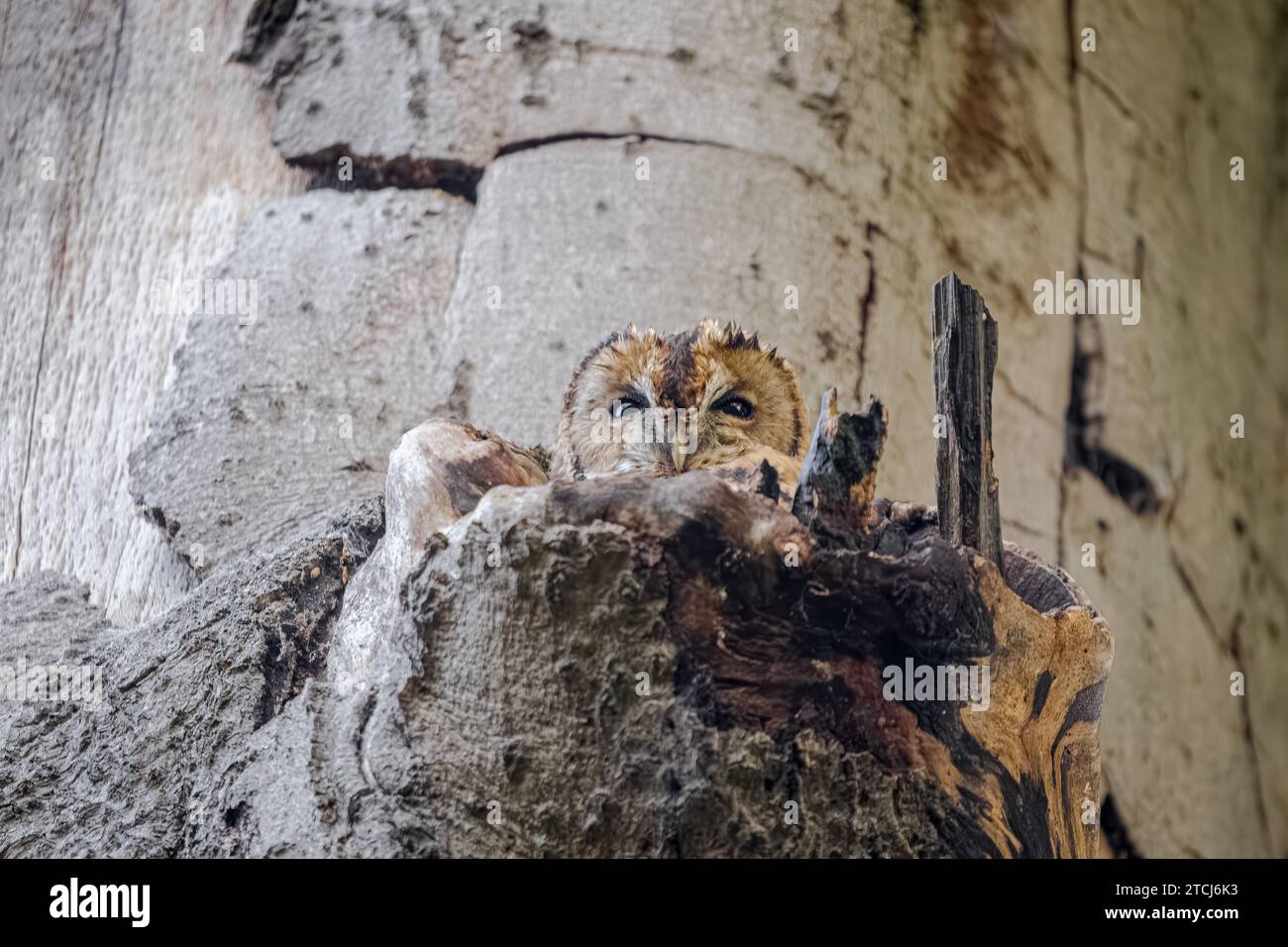 Il gufo sbircia AD ABERDEEN, SCOZIA, immagini TRICK OF THE EYE scattate il 6 novembre 2023 mostrano un gufo che piange in un ceppo di alberi e si mescola così bene Foto Stock