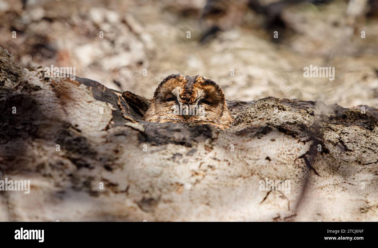 Un gufo sonnolento si riposa AD ABERDEEN, SCOZIA, le immagini DELL'OCCHIO scattate il 6 novembre 2023 mostrano un gufo che piange in un ceppo di alberi e si mescola in questo Foto Stock