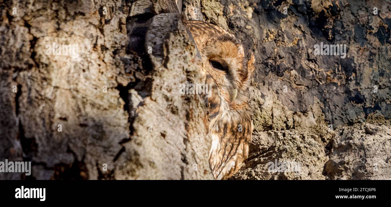 Il gufo è facile da perdere in questo trucco dell'occhio di ABERDEEN, SCOZIA TRICK OF THE EYE le immagini scattate il 6 novembre 2023 mostrano un gufo che piange in una t Foto Stock