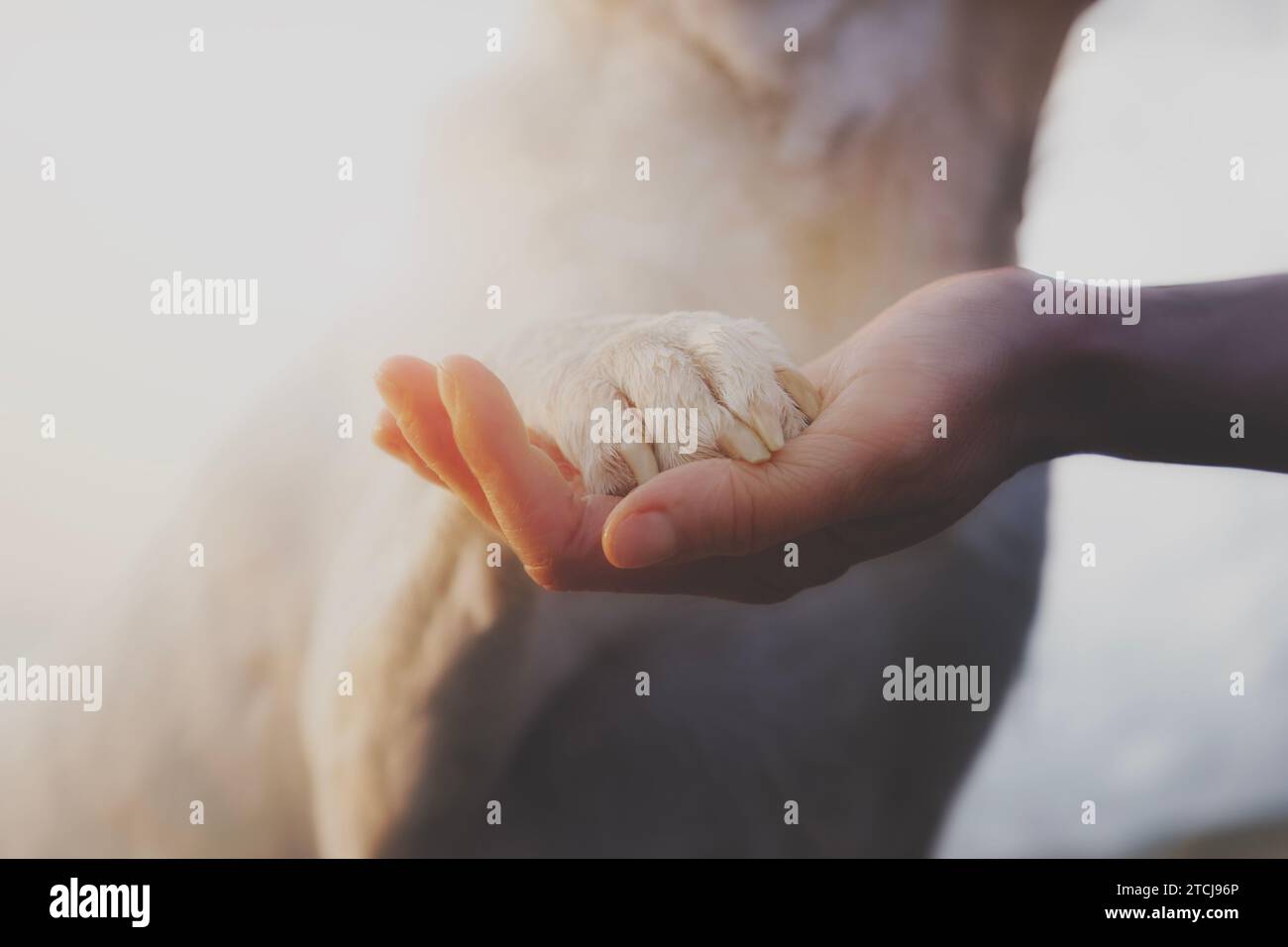dolce carezza di un proprietario per il suo cane, concetto di amore e lealtà Foto Stock