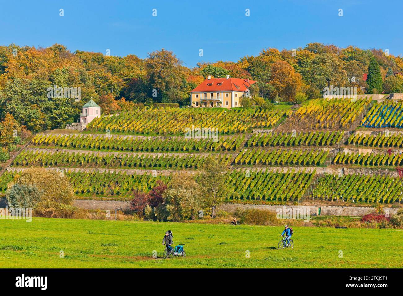 Il vigneto di Dinglinger sul versante dell'Elba Foto Stock