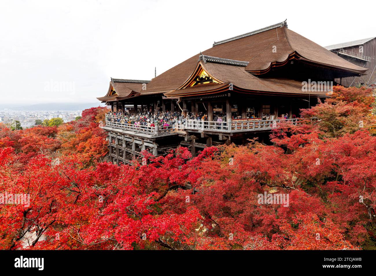 KYOTO/GIAPPONE - 26 novembre 2023: Le persone affollano il tempio kiyomizu dera, splendidi alberi di acero rossi giapponesi Foto Stock