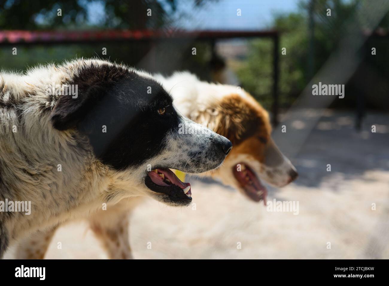 I due cani randagi in un rifugio in Serbia, Zrenjanin Foto Stock